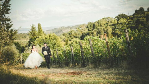 Fattoria di Quercia al Poggio, wijngaard