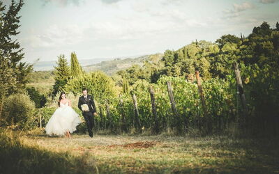 Fattoria di Quercia al Poggio, wijngaard