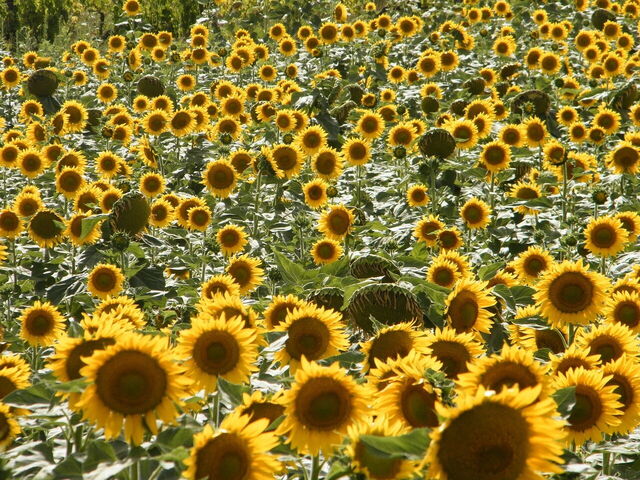 Zonnebloemen, detail