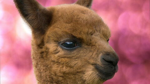 Alpaca