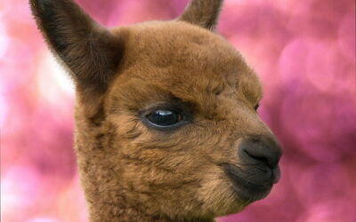 Alpaca