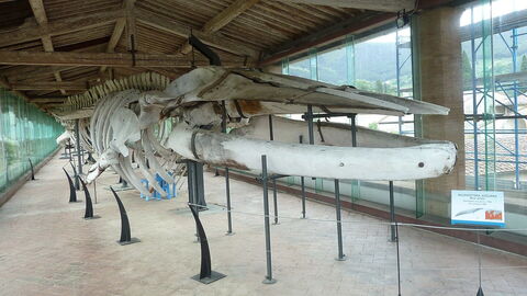Natuurhistorisch museum, walvis skelet