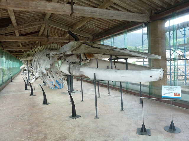 Natuurhistorisch museum, walvis skelet