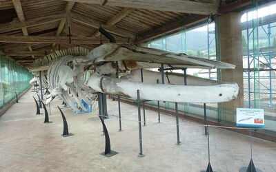 Natuurhistorisch museum, walvis skelet