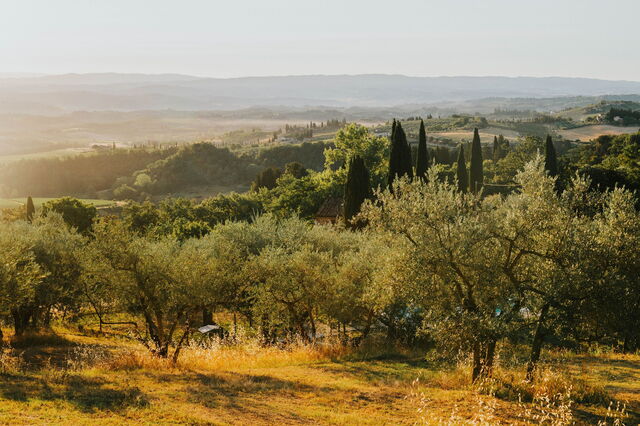 Olijfgaarden in Toscane