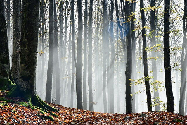 Bomen in de bossen van Casentino