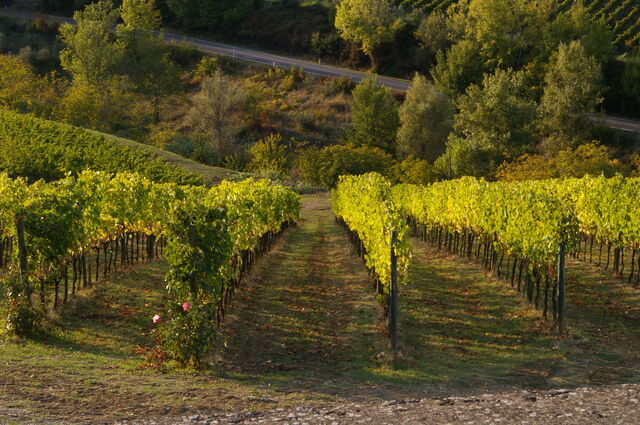 Wijngaard in Chianti