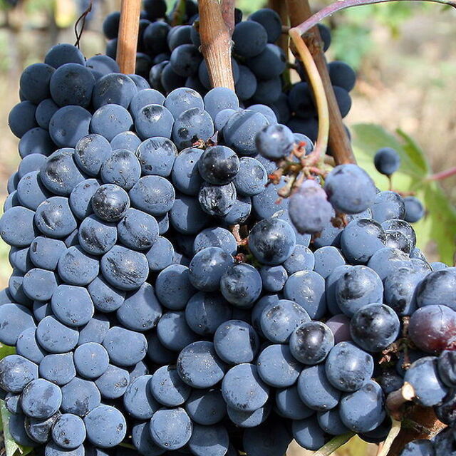 Sangiovese druiven gebruikt voor Chianti wjin