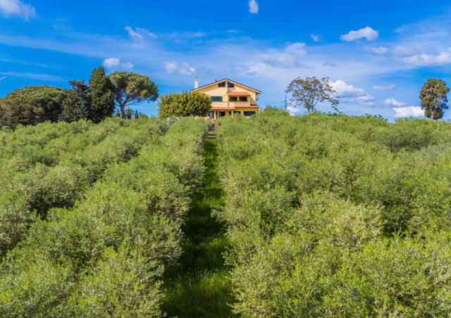 Podere La Maestà, wijngaard