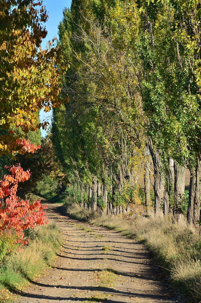 Herfstbladeren in Toscane
