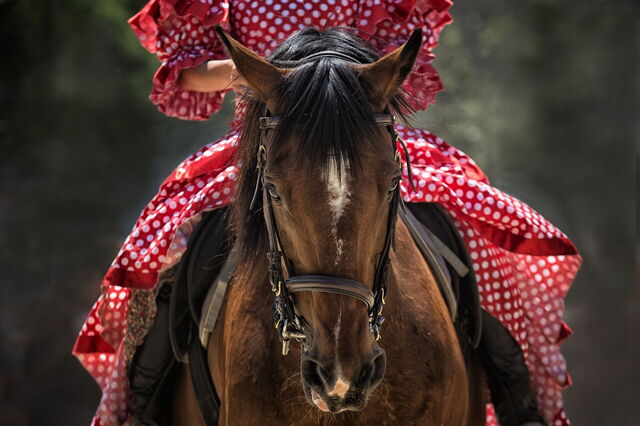 Paard