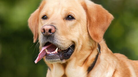 Labrador-retriever
