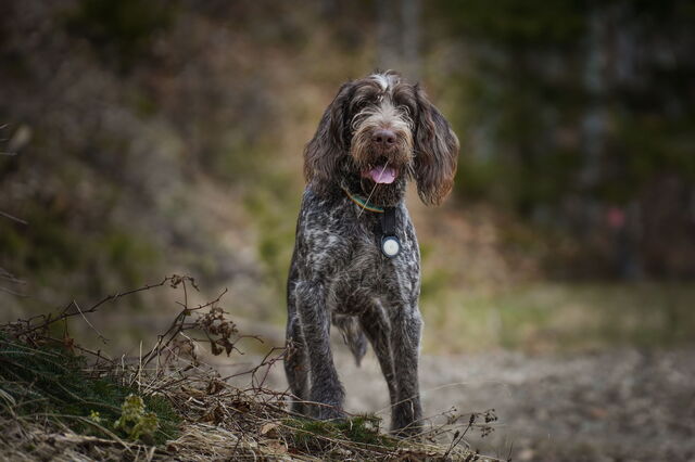 Truffelhond