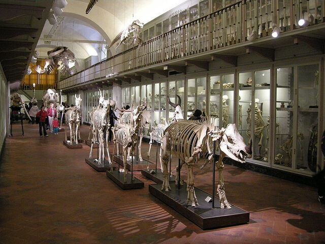 dierenkamer in in la specola museum