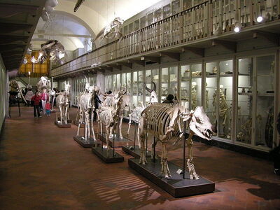 dierenkamer in in la specola museum