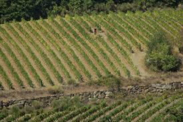 wijngaarden in de chianti regio