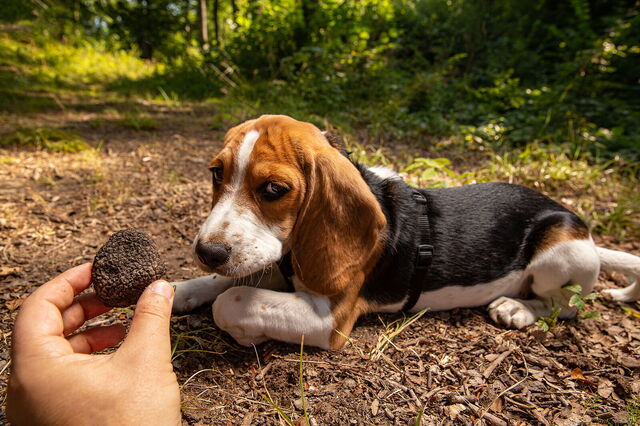 Truffelhond