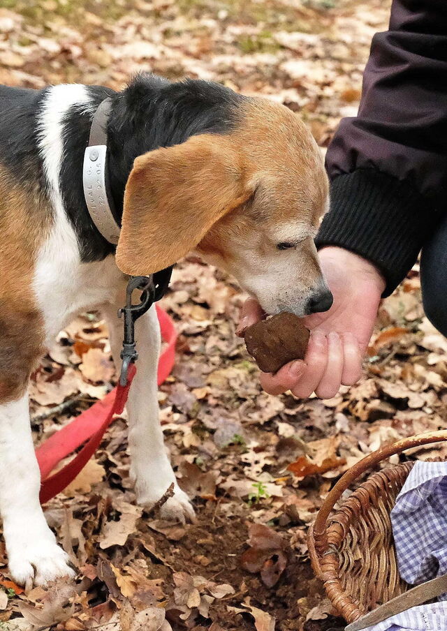Truffel hond