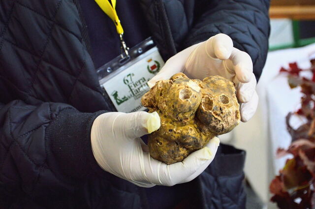 Truffels worden beoordeeld