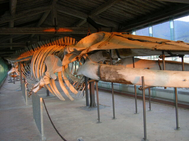 Monumentaal Charterhuis van Calci, Natuurhistorisch Museum