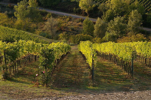 Toscane wijngaard
