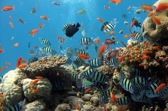 Water tank met vissen