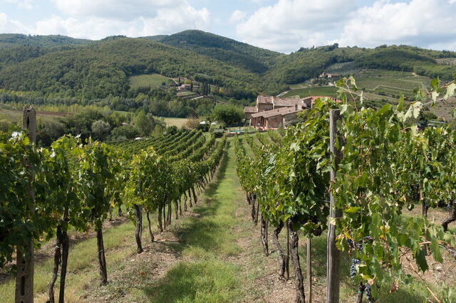 Een wijngaard in Chianti