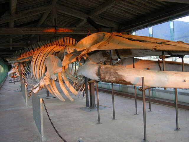 Natuurhistorisch museum in certosa di calci
