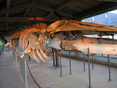 Natuurhistorisch museum in certosa di calci
