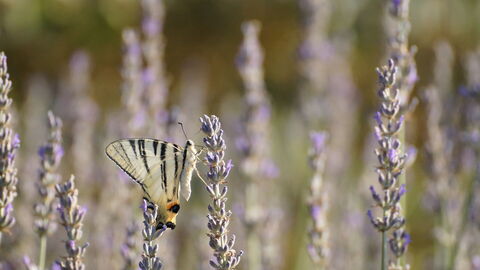 Een vlinder op lavendel in Pisa