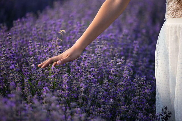 Vrouw tussen lavendel