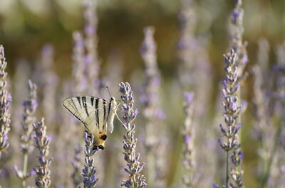 Een vlinder op lavendel in Pisa