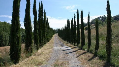 bochtig plattelandsweggetje in toscane