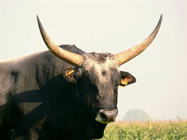 Een Maremma Stier