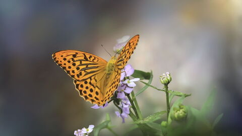 Vlinder