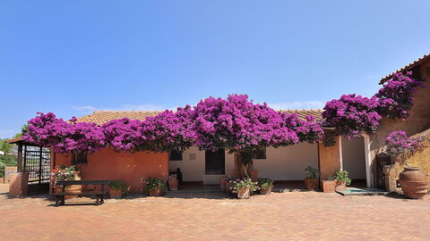 Bougainvillea op het eiland Giannutri