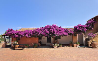 Bougainvillea op het eiland Giannutri