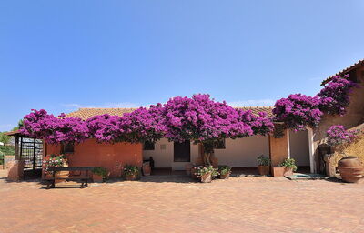 Bougainvillea op het eiland Giannutri