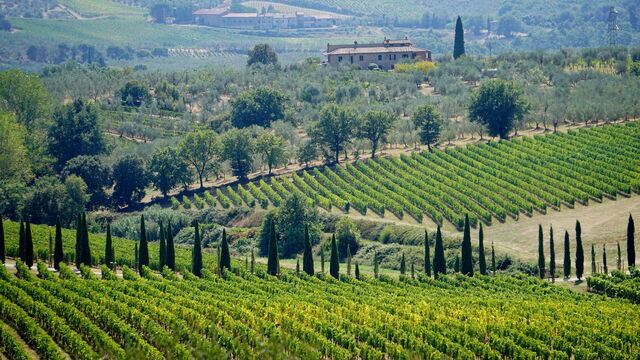 Wijngaarde in Toscane