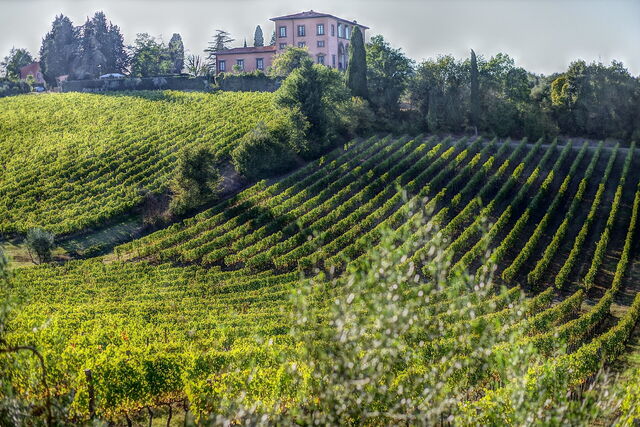 Wijngaarden in Bolgheri