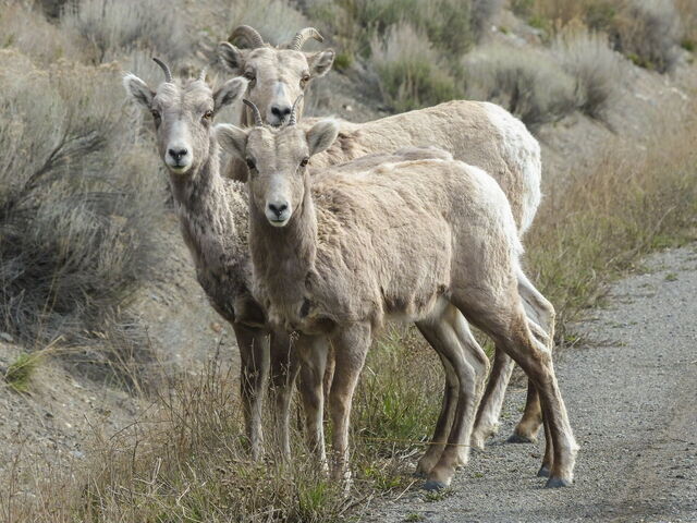 Baby mouflons
