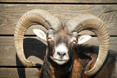 Lachende mouflon