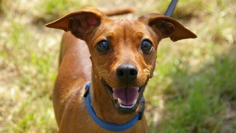 Neem uw hond mee naar Toscane