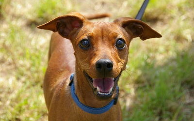 Neem uw hond mee naar Toscane