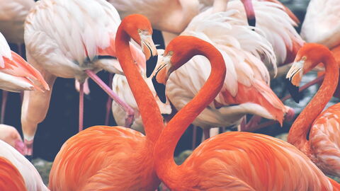 Flamingo's