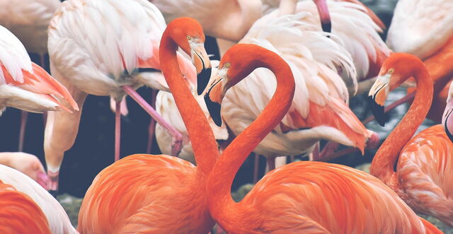 Flamingo's