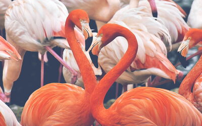 Flamingo's