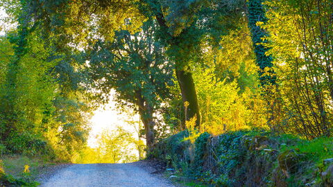 Een bos in Sovicille