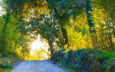 Een bos in Sovicille