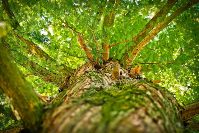 Bomen